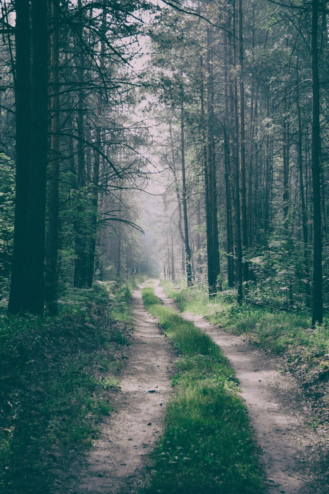 foggy forest path